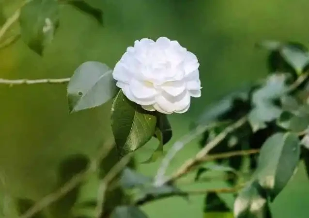 室內養花有講究,這6種花室內放,花旺「人不旺」,別大意