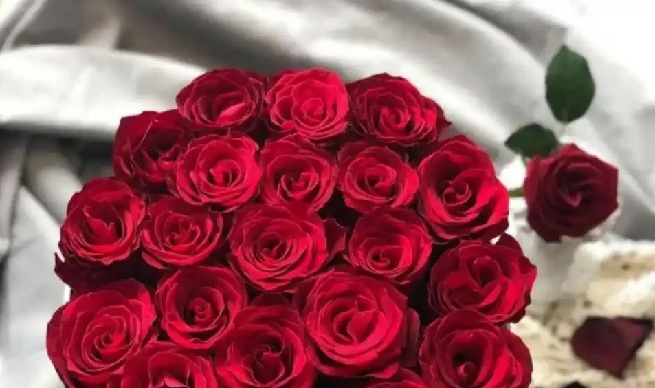 漂亮的玫瑰花千千萬,這十種追隨者最多