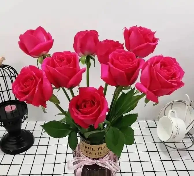 漂亮的玫瑰花千千萬,這十種追隨者最多