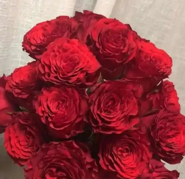 漂亮的玫瑰花千千萬,這十種追隨者最多