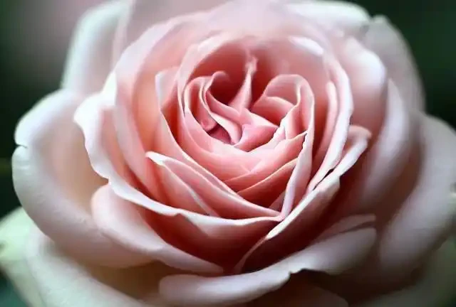 玫瑰花的魅力:十大最美品種