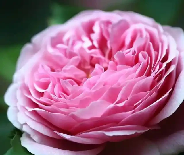 玫瑰花的魅力:十大最美品種