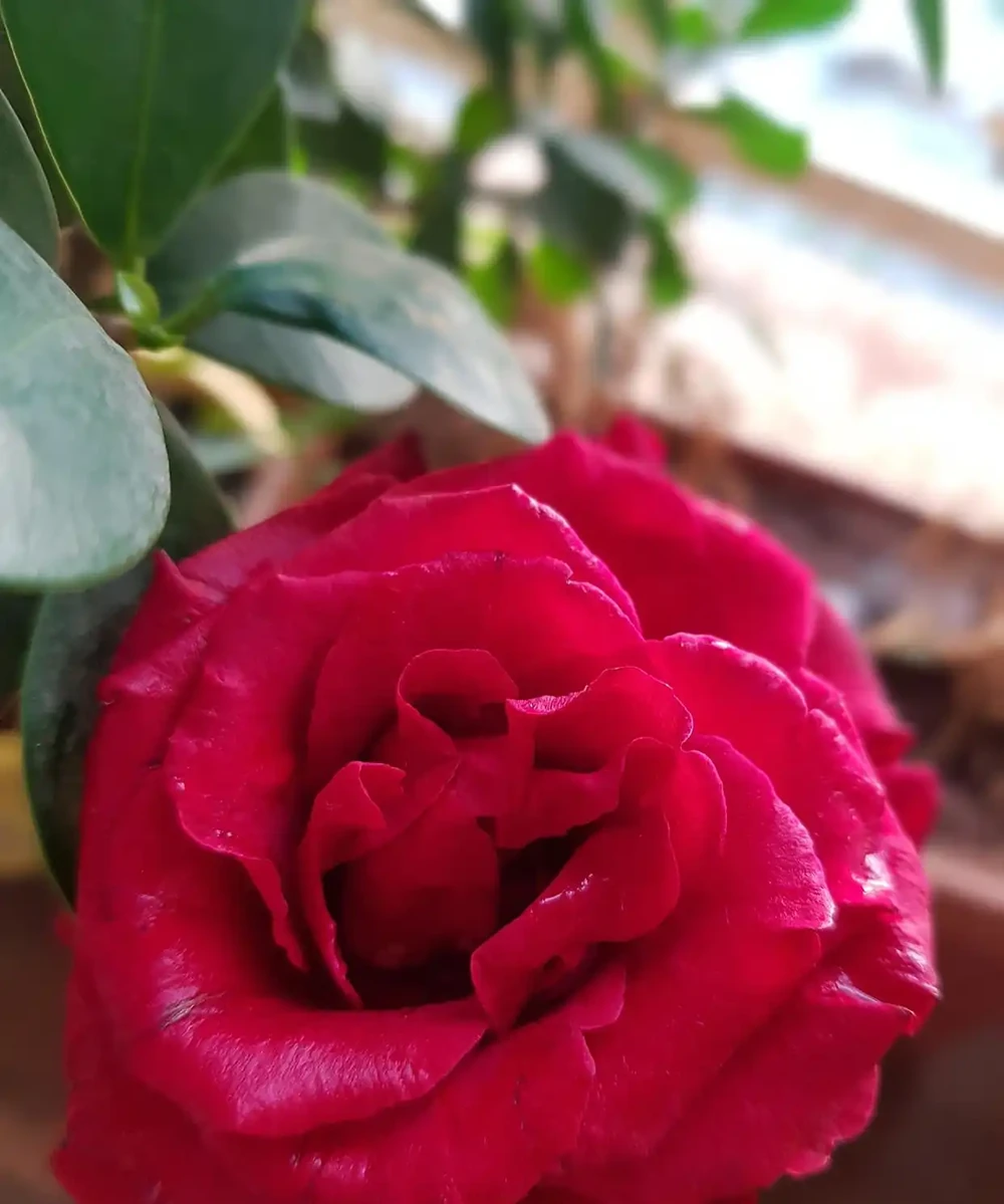 玫瑰花家族的十大品種