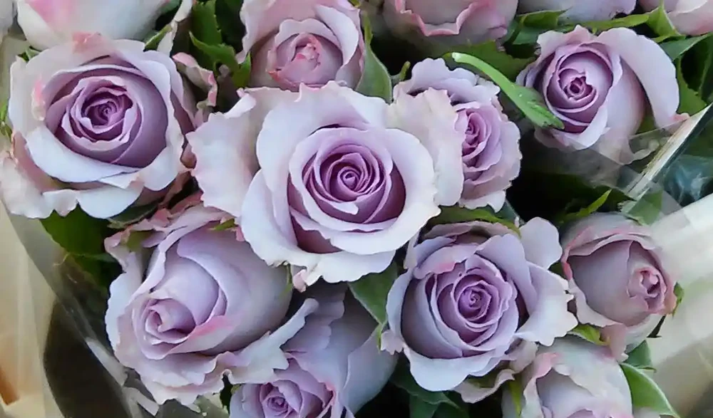 玫瑰花家族的十大品種