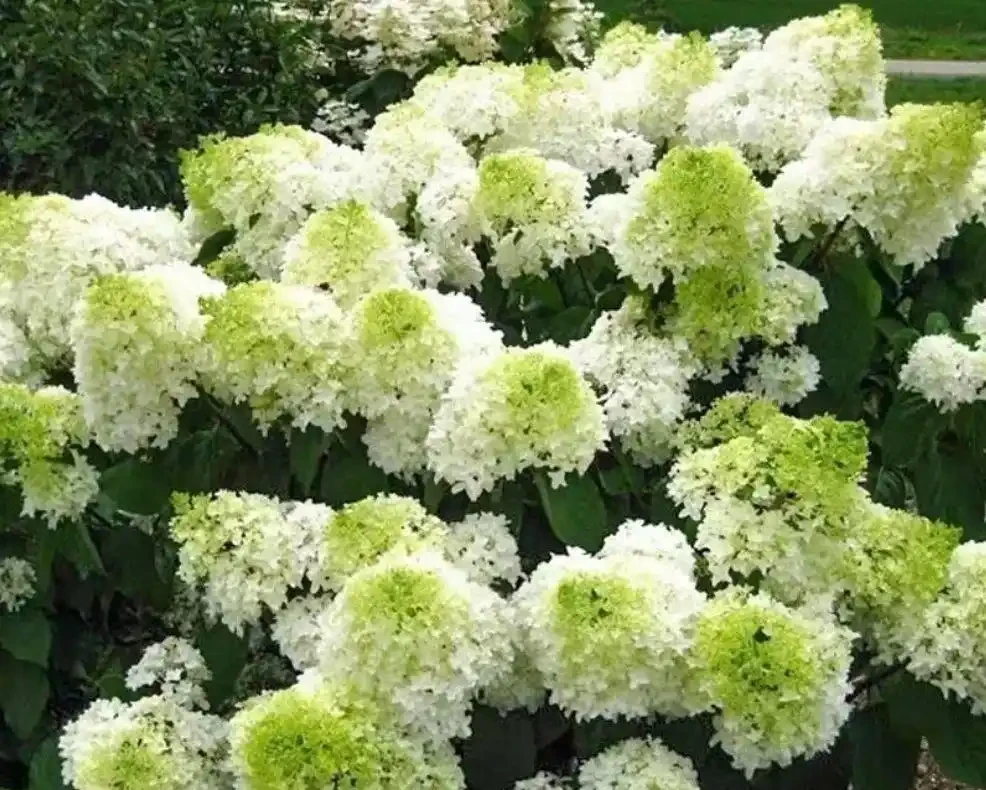 10種花草，漂亮又耐寒，高低錯落，適合北方小院