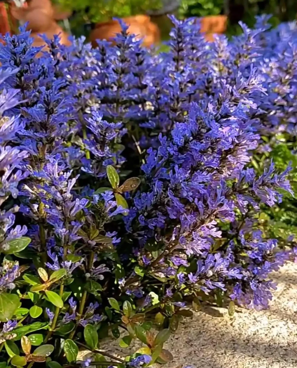 10種花草，漂亮又耐寒，高低錯落，適合北方小院