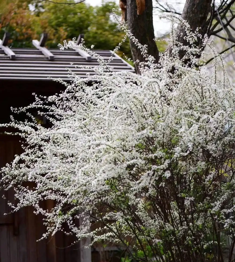 10種花草，漂亮又耐寒，高低錯落，適合北方小院