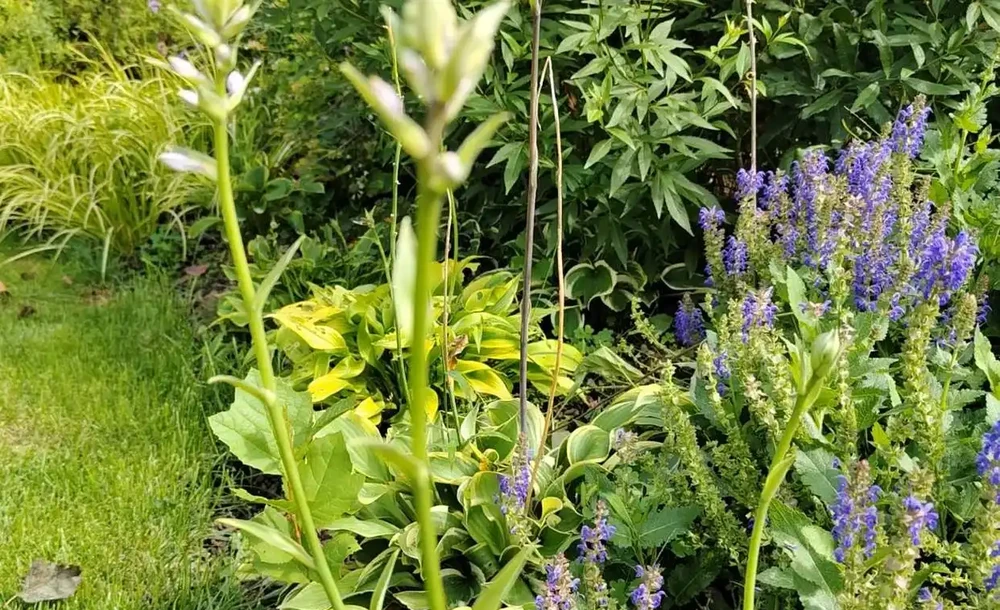 10種花草，漂亮又耐寒，高低錯落，適合北方小院