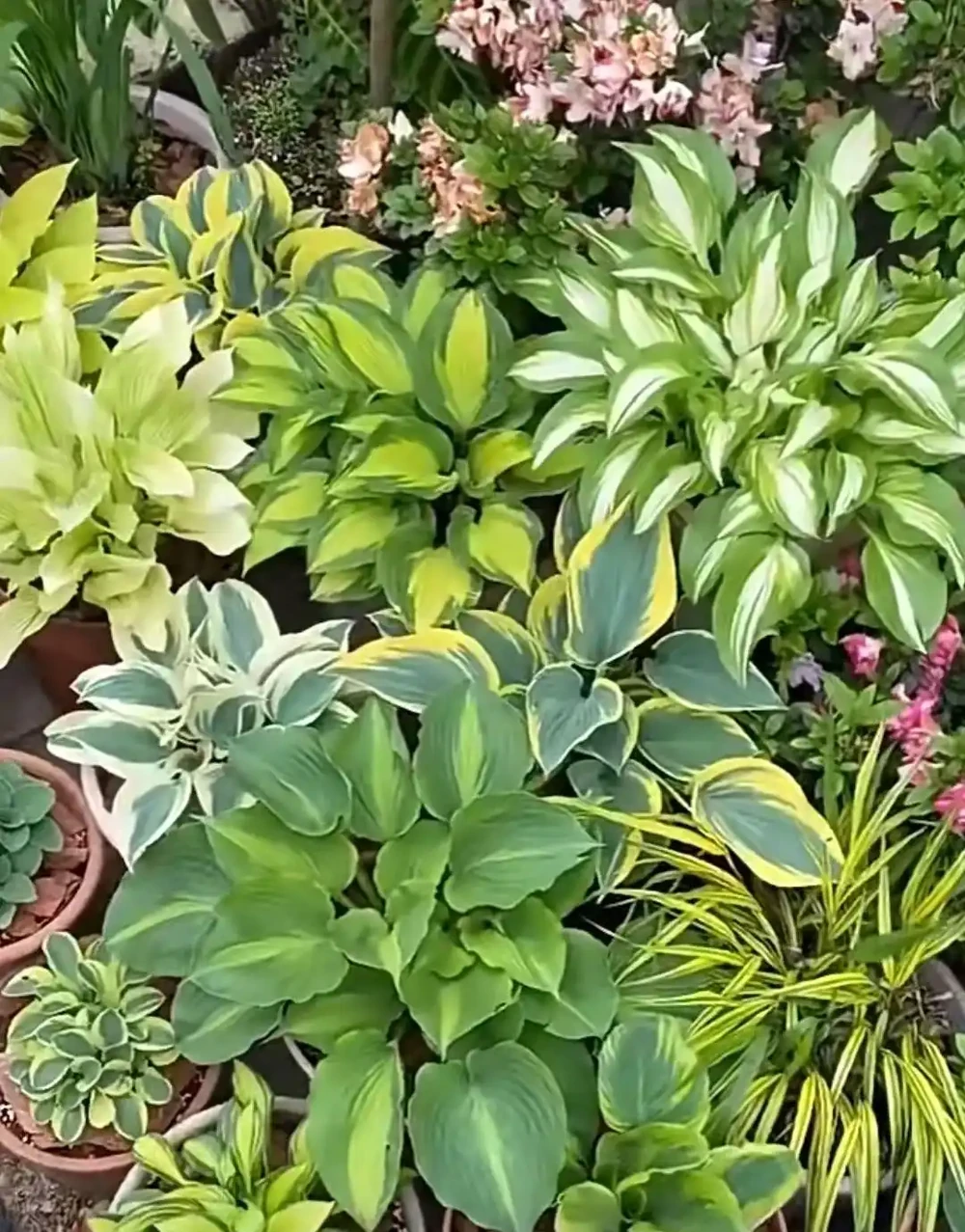 10種花草，漂亮又耐寒，高低錯落，適合北方小院