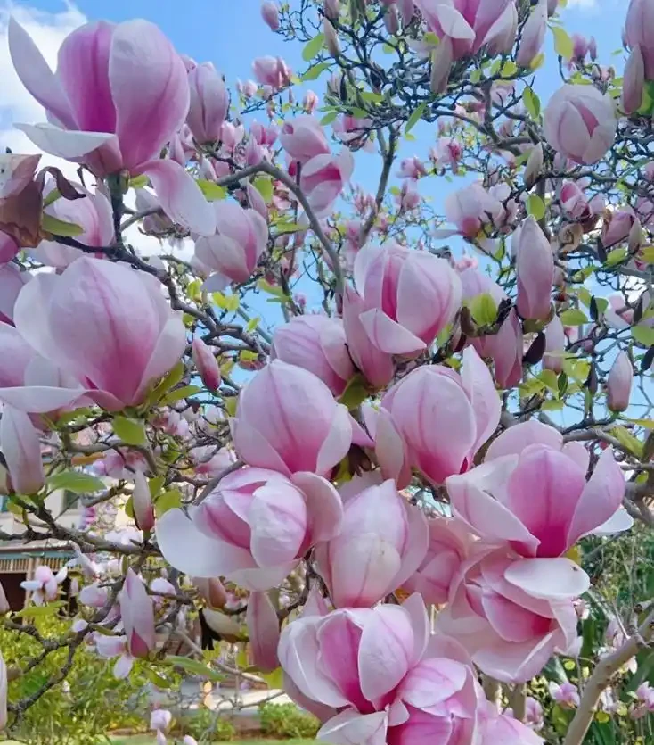 10種花草，漂亮又耐寒，高低錯落，適合北方小院