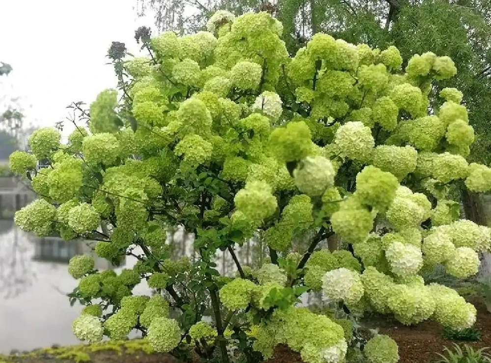 10種花草，漂亮又耐寒，高低錯落，適合北方小院
