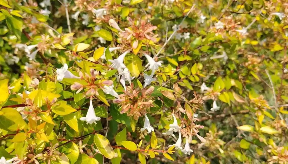 10種花草，漂亮又耐寒，高低錯落，適合北方小院