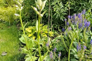 10種花草，漂亮又耐寒，高低錯落，適合北方小院