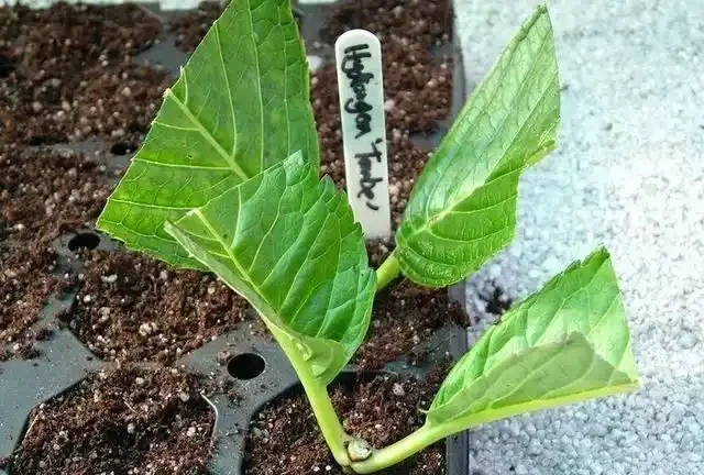 進入9月，是繁殖的好時機，插枝這4種花，扔土裡就能活