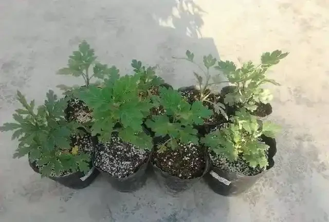 進入9月，是繁殖的好時機，插枝這4種花，扔土裡就能活