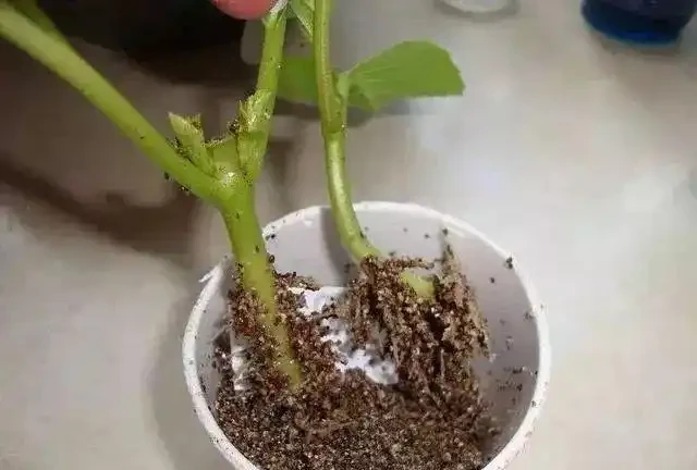 進入9月，是繁殖的好時機，插枝這4種花，扔土裡就能活