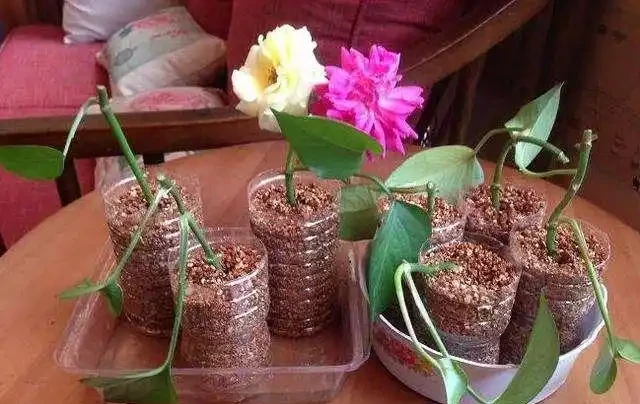 進入9月，是繁殖的好時機，插枝這4種花，扔土裡就能活