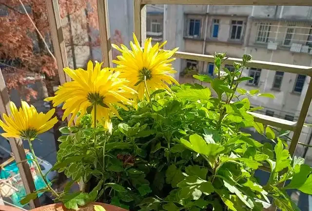 進入9月，是繁殖的好時機，插枝這4種花，扔土裡就能活