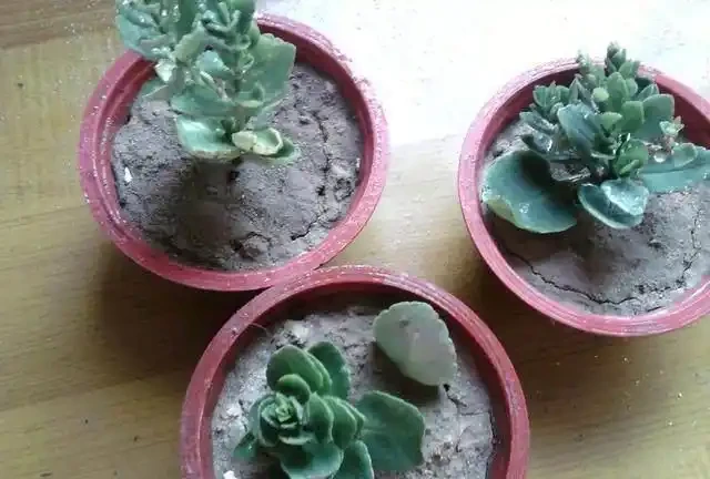 進入9月，是繁殖的好時機，插枝這4種花，扔土裡就能活