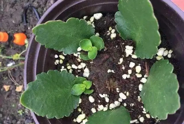 進入9月，是繁殖的好時機，插枝這4種花，扔土裡就能活