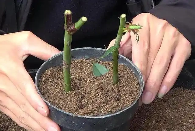 進入9月，是繁殖的好時機，插枝這4種花，扔土裡就能活