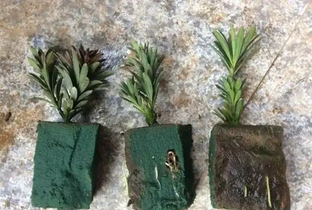 進入9月，是繁殖的好時機，插枝這4種花，扔土裡就能活