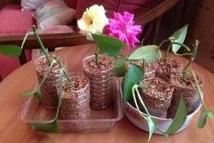 進入9月，是繁殖的好時機，插枝這4種花，扔土裡就能活