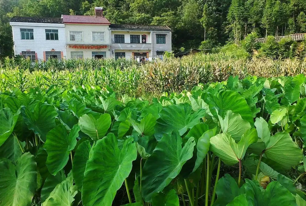 芋頭種深還是種淺好,什麼時候種植