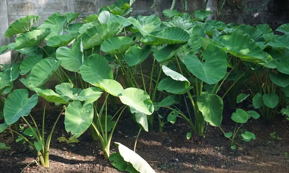 芋頭種深還是種淺好,什麼時候種植