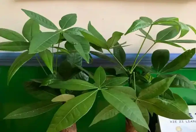 發財樹,為什麼總是黃葉?找對原因,對症下藥,輕鬆搞定!