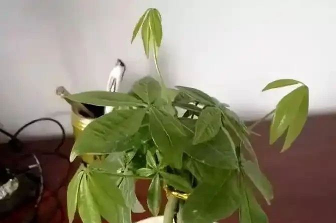 發財樹,為什麼總是黃葉?找對原因,對症下藥,輕鬆搞定!