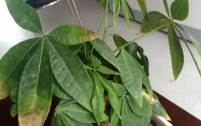 發財樹,為什麼總是黃葉?找對原因,對症下藥,輕鬆搞定!