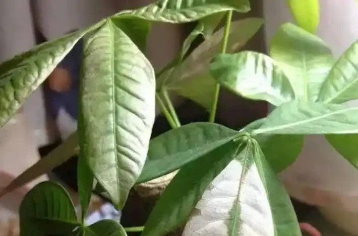 發財樹,為什麼總是黃葉?找對原因,對症下藥,輕鬆搞定!