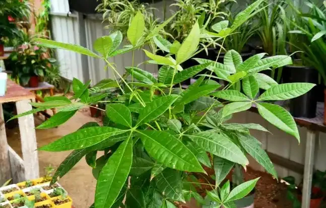 發財樹,為什麼總是黃葉?找對原因,對症下藥,輕鬆搞定!