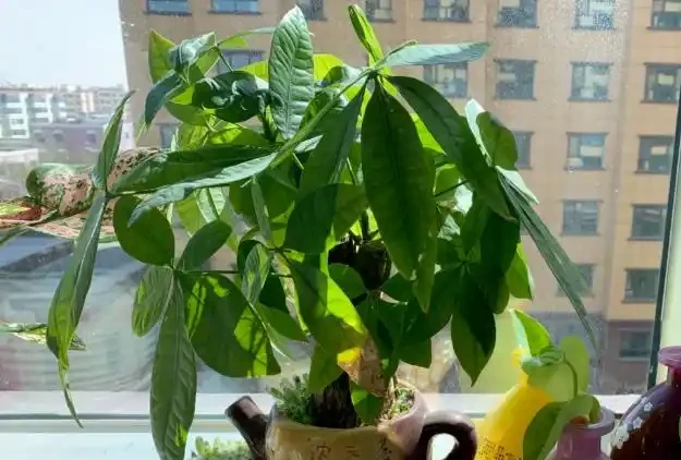 發財樹,為什麼總是黃葉?找對原因,對症下藥,輕鬆搞定!