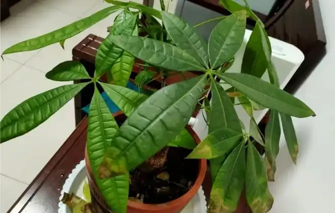 發財樹,為什麼總是黃葉?找對原因,對症下藥,輕鬆搞定!
