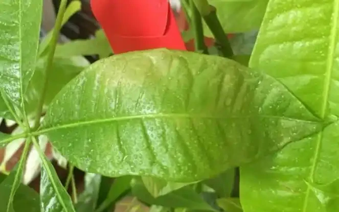 發財樹,為什麼總是黃葉?找對原因,對症下藥,輕鬆搞定!