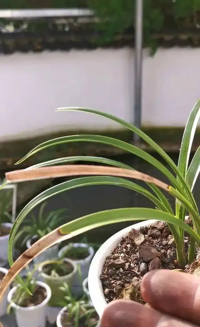 蘭花葉片發黑,究竟是什麼原因你知道嗎?其實這4個問題很好解決