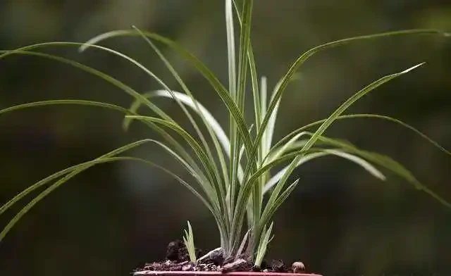 蘭花葉片發黑,究竟是什麼原因你知道嗎?其實這4個問題很好解決