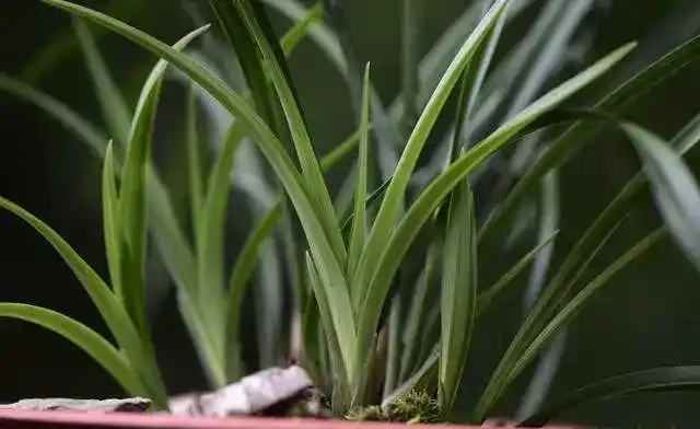 蘭花葉片發黑,究竟是什麼原因你知道嗎?其實這4個問題很好解決