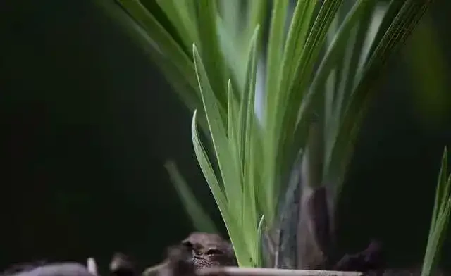 蘭花葉片發黑,究竟是什麼原因你知道嗎?其實這4個問題很好解決