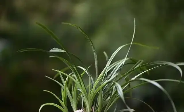 蘭花葉片發黑,究竟是什麼原因你知道嗎?其實這4個問題很好解決