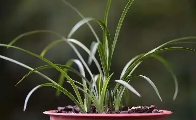 蘭花葉片發黑,究竟是什麼原因你知道嗎?其實這4個問題很好解決