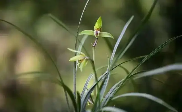 蘭花葉片發黑,究竟是什麼原因你知道嗎?其實這4個問題很好解決