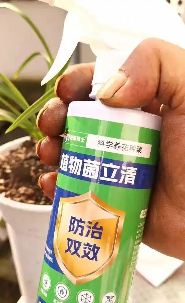 蘭花葉片發黑,究竟是什麼原因你知道嗎?其實這4個問題很好解決
