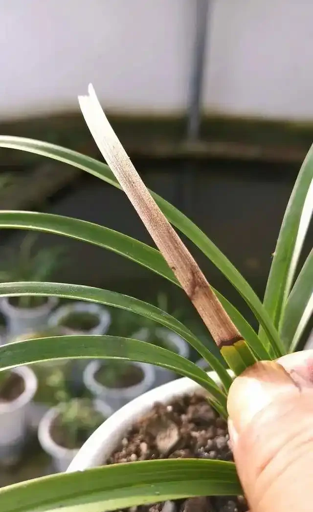 蘭花葉片發黑,究竟是什麼原因你知道嗎?其實這4個問題很好解決