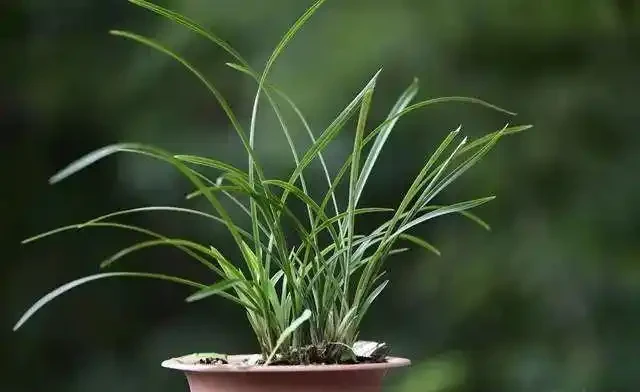 蘭花葉片發黑,究竟是什麼原因你知道嗎?其實這4個問題很好解決