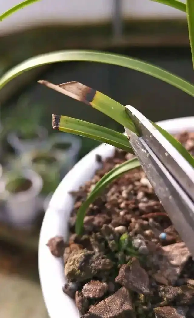 蘭花葉片發黑,究竟是什麼原因你知道嗎?其實這4個問題很好解決