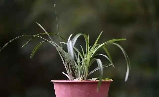 蘭花葉片發黑,究竟是什麼原因你知道嗎?其實這4個問題很好解決