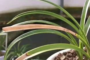 蘭花葉片發黑，究竟是什麼原因你知道嗎？其實這4個問題很好解決